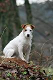 PARSON RUSSEL TERRIER 263